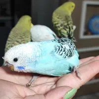 جوجه مرغ عشق اینگیلیسی