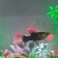 ماهی گیاهخوار