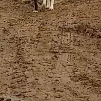 ماده الابای