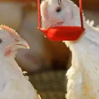 واحد های مرغداری و دامداری