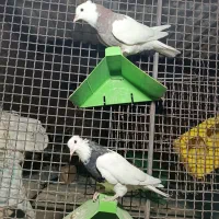 طوقی|پرنده|آباده, |دیوار