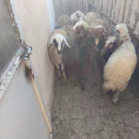 9عددبره ماده سالم سرحال جفتی 21|حیوانات مزرعه|مریوان, |دیوار