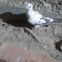 کفتر و کبوتر خانگی