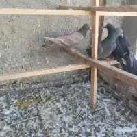 کبوتر شهرستانی|پرنده|پاکدشت, حصار امیر|دیوار