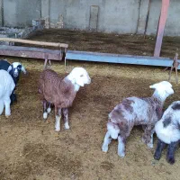 دامداری با مجوز و برق سه فاز کشاورزی