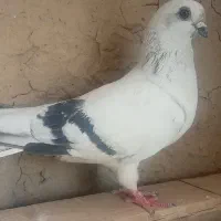 کبوتر شامی