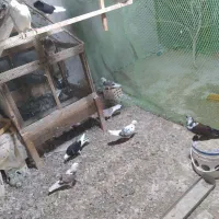 کبوتر|پرنده|قشم, |دیوار