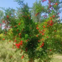 زمین-گلحسار