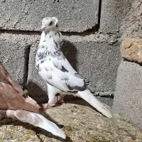 هفت رنگ دوم سفید نر قلدر