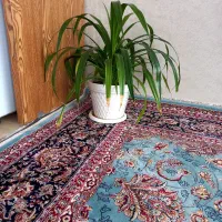 گل طبیعی بزرگ|گل و گیاه طبیعی|سبزوار, باهنر|دیوار