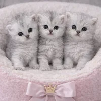 فروشگاه گربه‌های اصیل (هر نژادی)