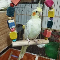 سه عدد جوجه دوماه شاه تخم