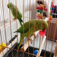 یک جفت ملنگو فوق العاده ناز