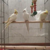 نر البینو چهارماهه