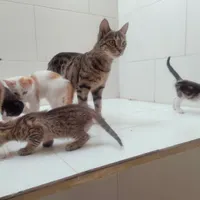 واگذاری تعدادی گربه