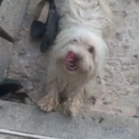 سگ سفید بازیگووش خوشکل ویامزه