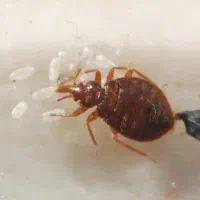 سم پاشی منازل و شرکت ها و ادارات|خدمات نظافت|بندر کنگان, |دیوار