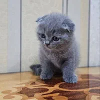 مجموعه گربه های اصیل و نژاد دار ( بازدید حضوری )|گربه|تهران, پونک|دیوار