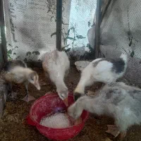 غاز|حیوانات مزرعه|رشت, لاکان|دیوار