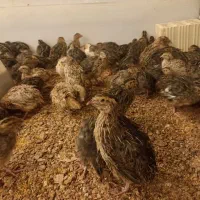 نیروی سرایداری و کار