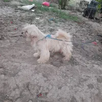 سگه خارجی|سگ|جلیل آباد, |دیوار