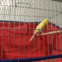 عکس اولی 23000