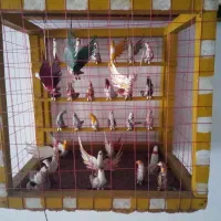 ماکت کبوتر