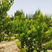 باغ‌۷۵۰‌متری‌‌خوش‌قیمت‌با‌درختان‌مثمر‌و‌زینتی‌