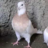 کبوتر|حیوانات|کرمانشاه, |دیوار