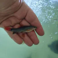 ماهی فایتر|ماهی|نظرآباد, مسکن مهر نظرآباد|دیوار