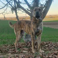 سگ گمشده|حیوانات|خان ببین, |دیوار