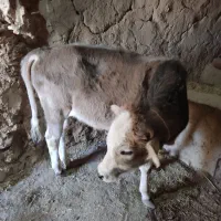 گوساله|حیوانات مزرعه|چهاردولی, |دیوار