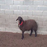 بره ماده شاخی،بز،میش،بره|حیوانات مزرعه|مبارکه, |دیوار