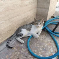 گربه دارم