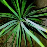 گل اپارتمانی|گل و گیاه طبیعی|قزوین, |دیوار