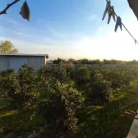 باغ و زمین|فروش دفتر صنعتی، کشاورزی، تجاری|قائم‌شهر, |دیوار