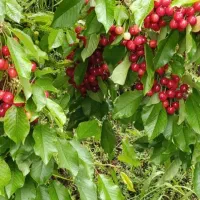 فروش باغ در سیسخت یاسوج