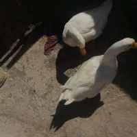 یک. جفت اردک