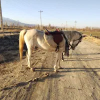 برکت مادیان کرد درجه 1 آبستن سنگین