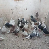 ۲۵تا نر بازی کن دونه ۳۵۰یک جا