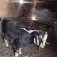 ساوارین دوسال ونیم.|حیوانات مزرعه|کوهدشت, |دیوار