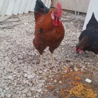 خروس محلی خونگی