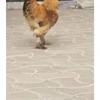 خروس برهما