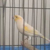 قناری نر|پرنده|قم, شهرک امام حسن|دیوار