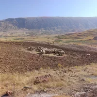 گوسفند