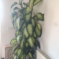 گل دفین باخیا