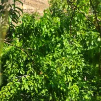 گردو زنی وسیب باغ شما رو اجاره میکنیم