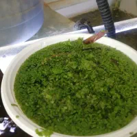 عدسک رو آبی