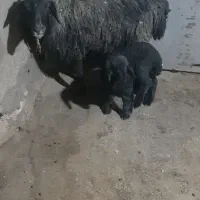 میش گوسفند|حیوانات مزرعه|فرمهین, |دیوار