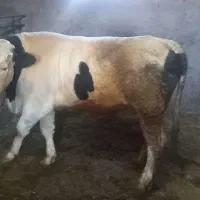 گوساله سیمینتال